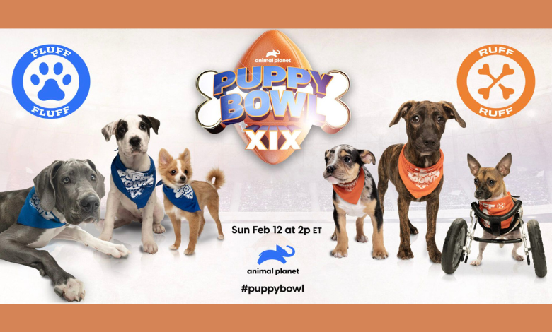 How to watch the Puppy Bowl 2022: Time, TV channel, FREE live stream (2/13/2022)  